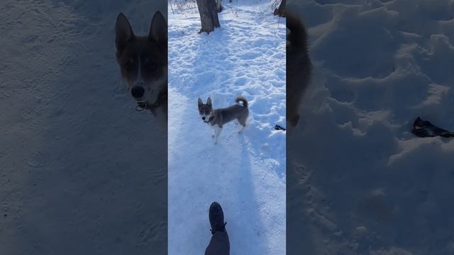 лайка Люся