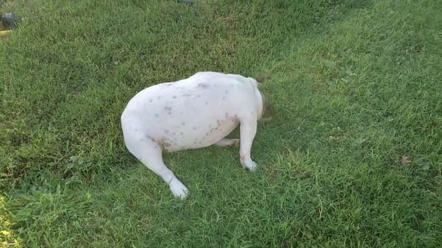 ENGLISH BULLDOG puppy struggles with Allergies