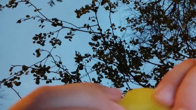 гуляю с ЛС вечером Алёнка конфетёнка