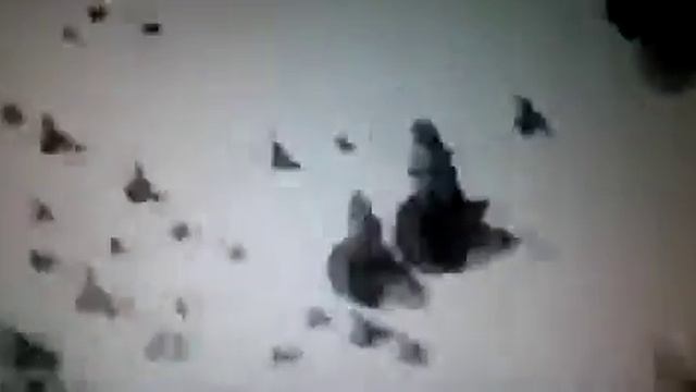 Голуби БК Николаевские Тучерезы (братана)