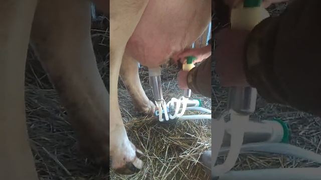 Доильный аппарат Доюшка Эконом в работе