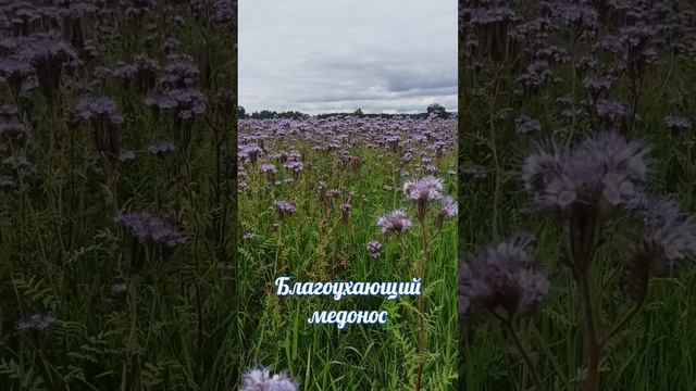 Фацелия пижмолистная