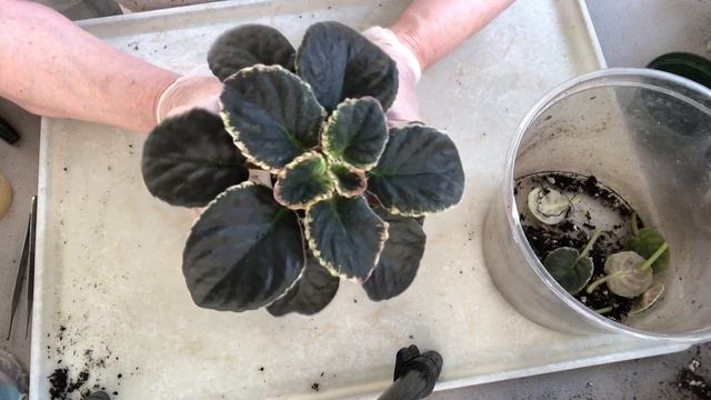 AFRICAN VIOLETS. Two beauties to work with - what exactly should you do?