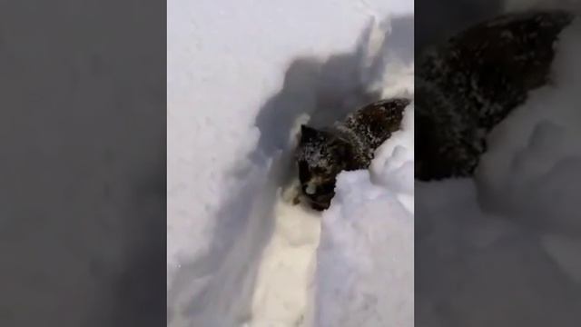 Котейка радуется первому снегу ❤️😻