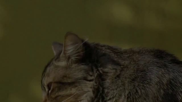 Недовольный кот