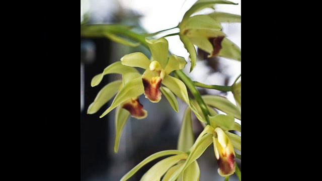 cymbidium orchid