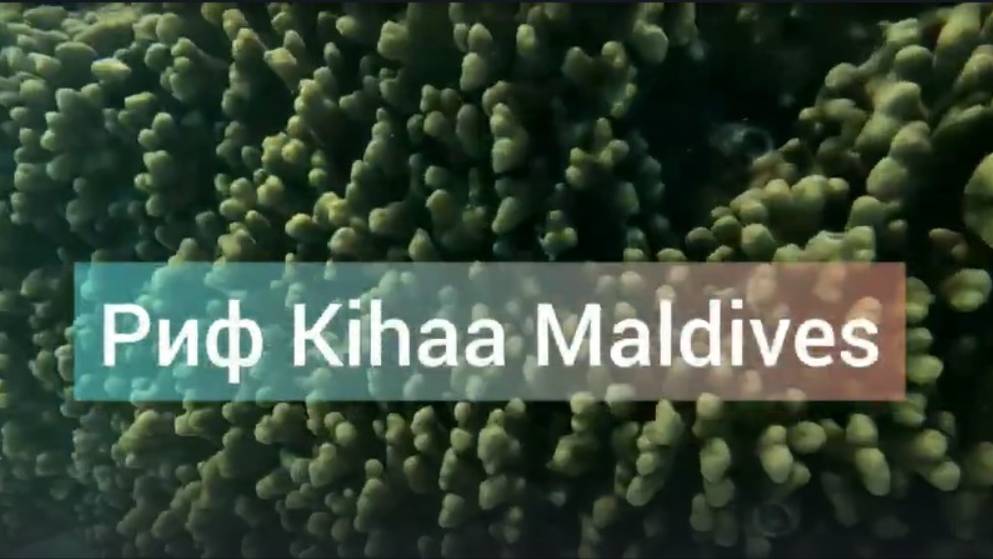 Kihaa Maldives house reef snorkeling, домашний риф 10.2023