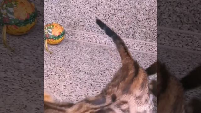 Бенгальские котята.