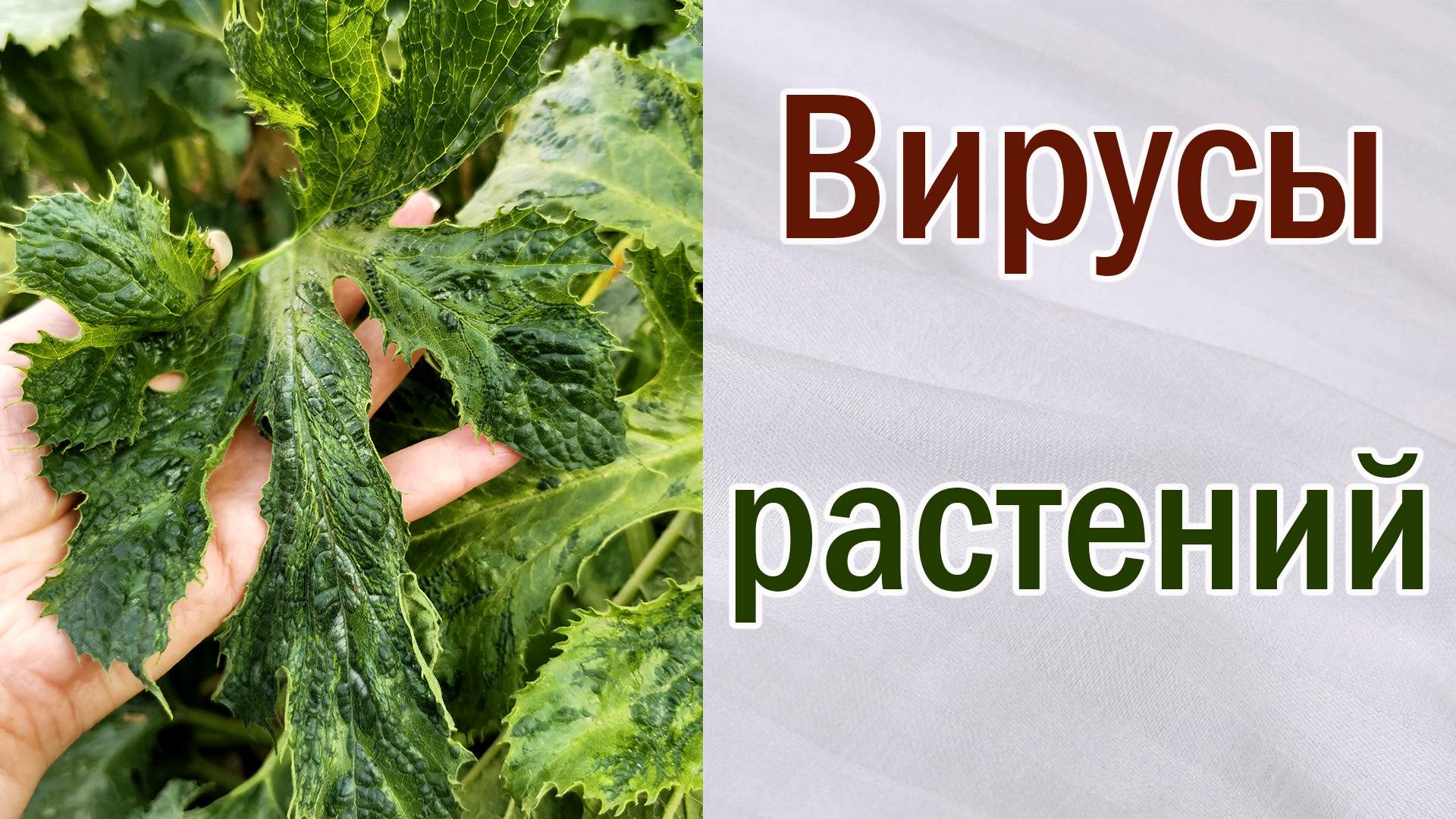 Вирусы растений. Как определить. Что делать