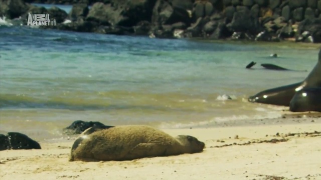 Неизведанные острова - Галапагосские острова (Galapagos)