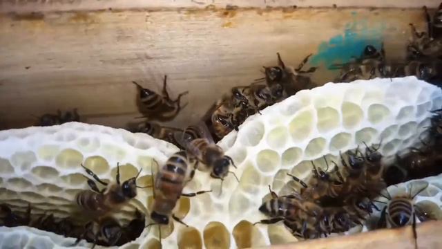 Пчелиная семья  медоносные пчёлы – кто они