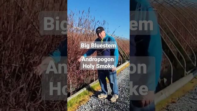 Big Bluestem (Andropogon Holy Smoke)- Tall & Erect, This NEW Native Grass Var. Turns Red in Fall