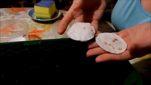 Перец.  Посев семян на рассаду.