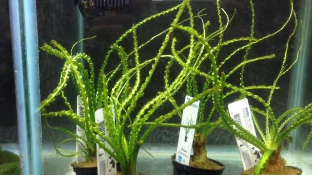 Crinum Calamistratum - A plant your fish wont east!