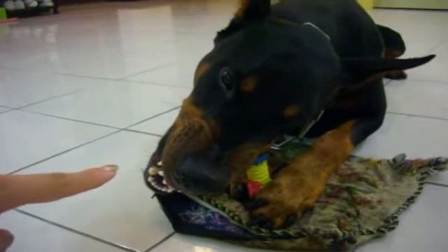 Angry and aggressive Dogs-Злые и агрессивные собаки подборка