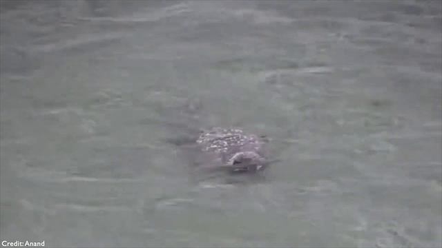 Greifvögel im Angriff Wozu Adler, Falke und Wanderfalke fähig sind