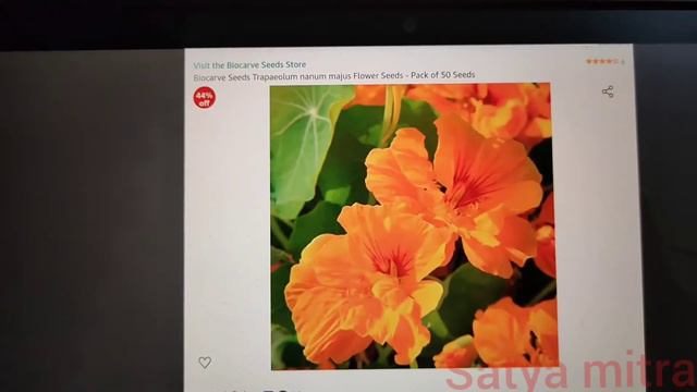 Biocarve Flower Seeds | Trapaeolum Nanum Majus |pack Of 50 Seeds