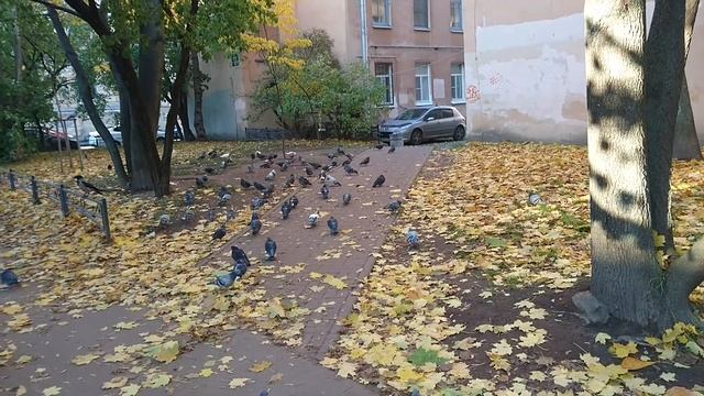 Правильная и неправильная дорожки во время листопада
