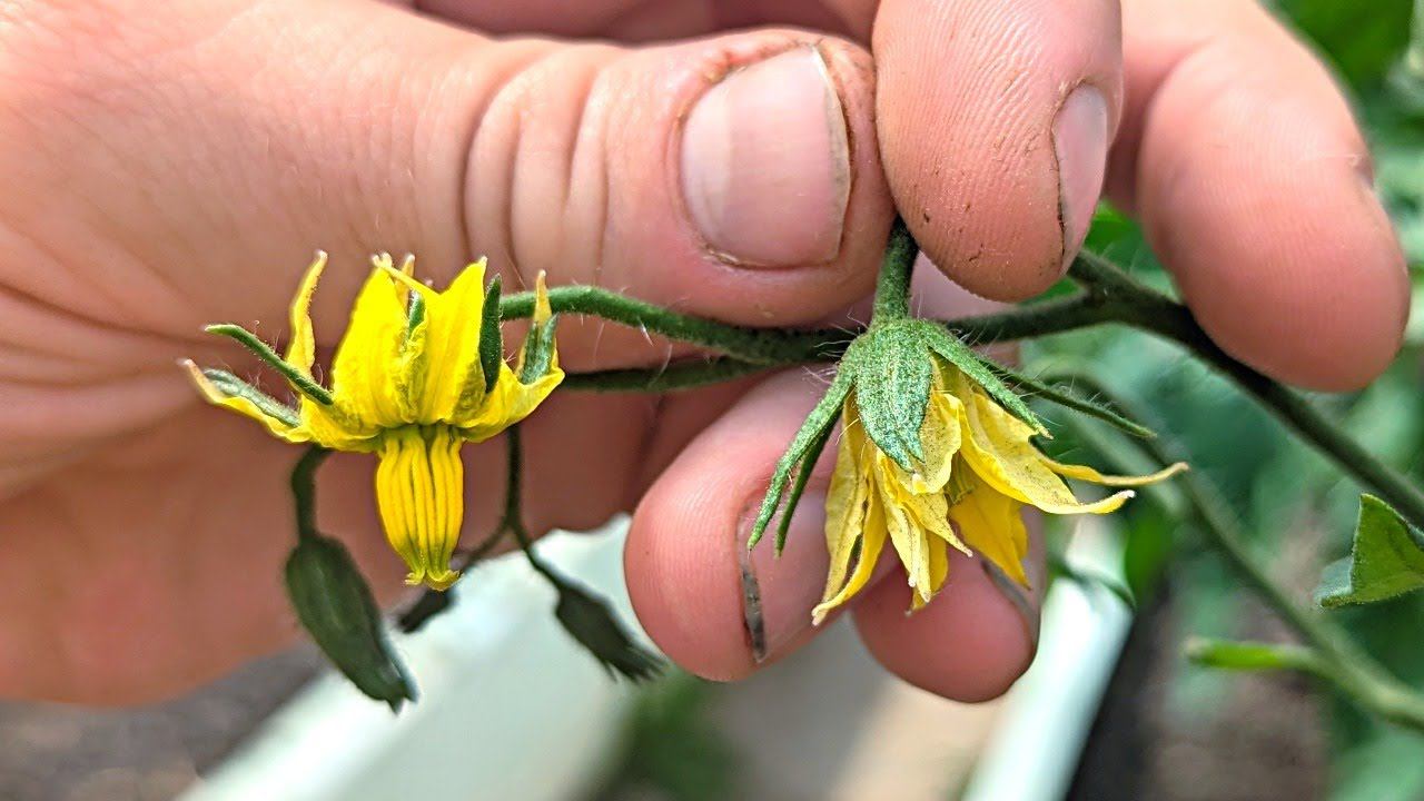 Как понять по томатному цветку опылился он или нет?  Объясняет профессиональный садовод.