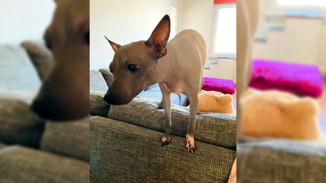 American Hairless Terrier  Pros and Cons, Price, How to choose, Facts, Care, History