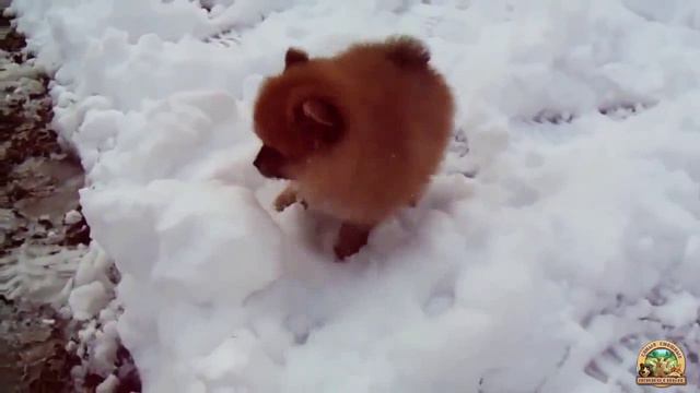 Щенки играют в снегу. Подборка