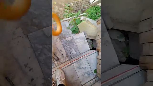 Теддячая дрессировка.
