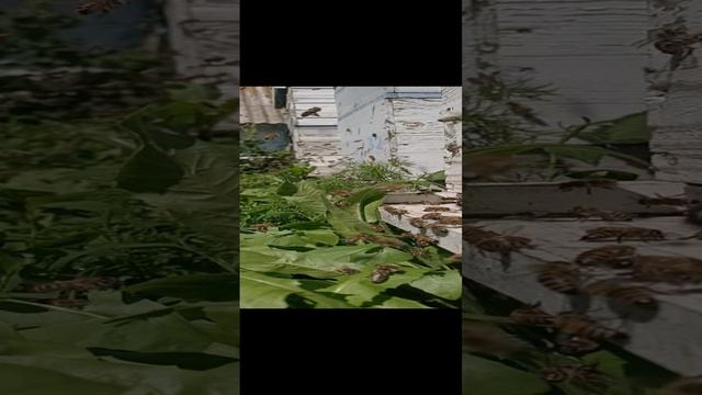 VID20220622143505.mp4