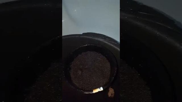 Посев семян острого перца Огонек.