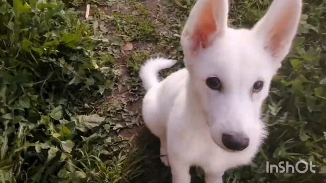 Русская лайка Рем  любит кабачки🐕