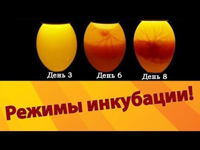 Идеальный режим инкубации куриных яиц и цыплят