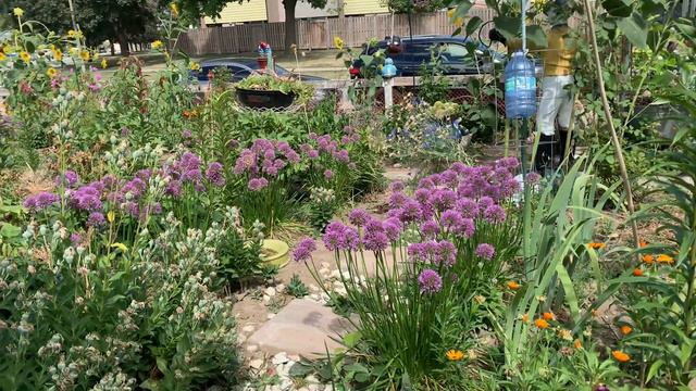 Millenium Alliums