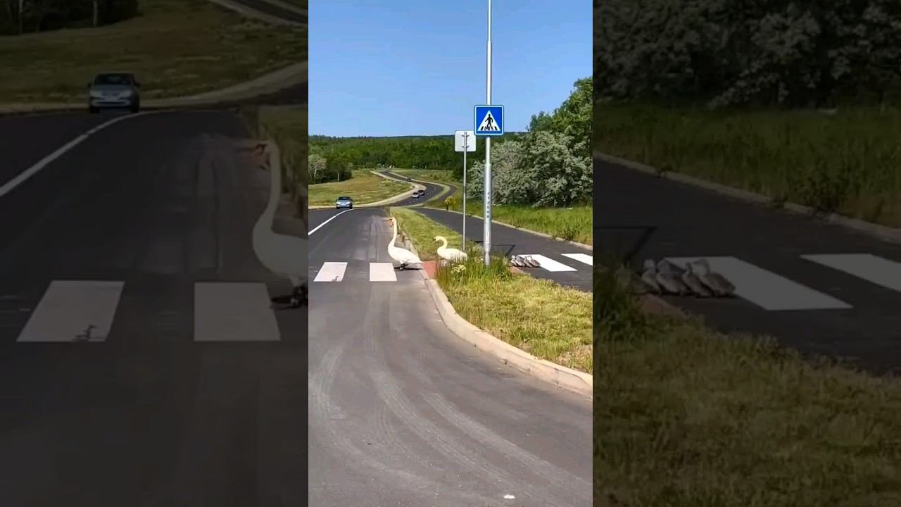 Благодарность (от "благо дарить")  Благо дарите друг другу.