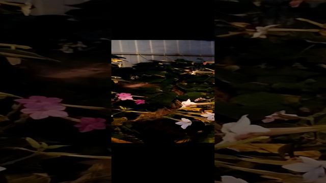 Бабочка бражник #природа #насекомые