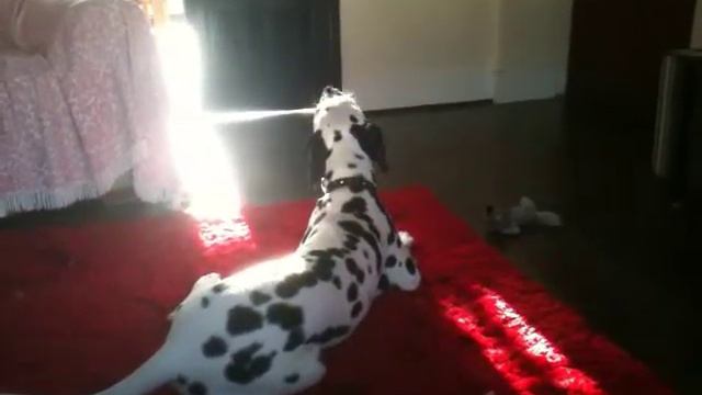 My Puppy Dalmatian Howling