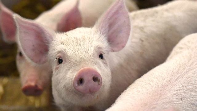 YourClassical Storytime: The Three Little Pigs
