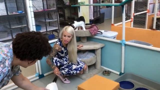 Visiting a MASSIVE Cat Shelter!