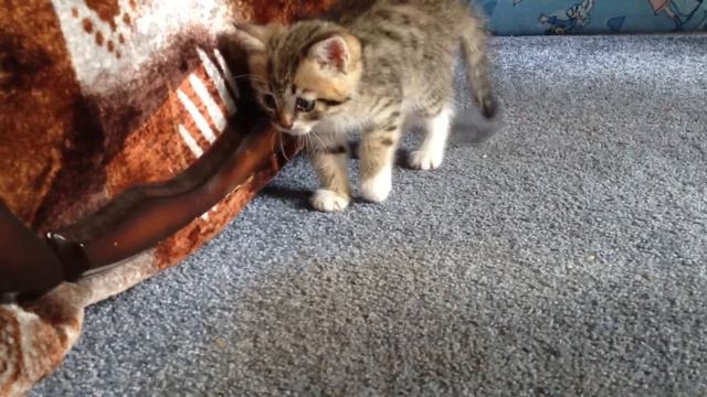 Маленький котенок  Little kitty