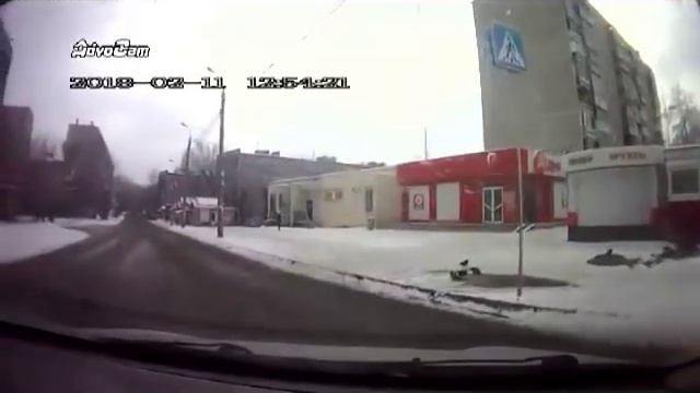 Челябинский голубь, переходящий дорогу по пешеходнику, взорвал соцсети