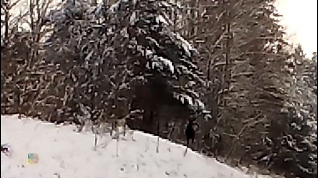 Любопытный лось - в черте города
