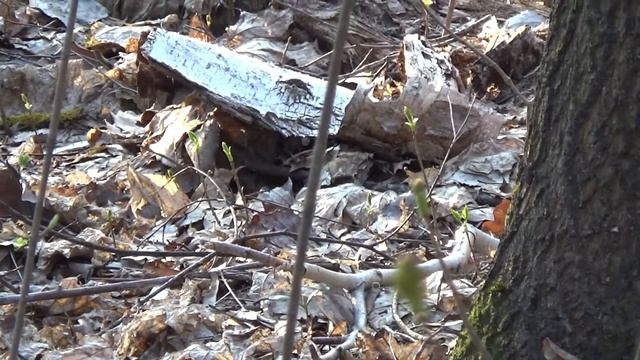 Лесной апрельский амбиент дудук, April forest ambient duduk.