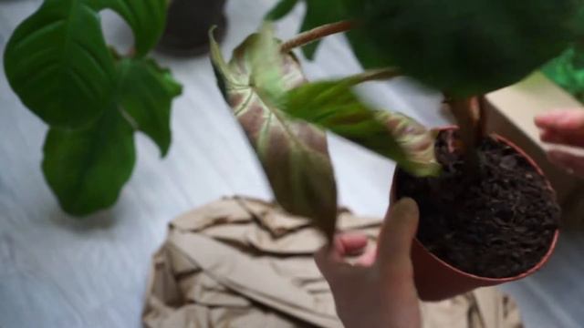 Kleiner Zimmerpflanzen HAUL | plnts.com-Test | Philodendron + Syngonium