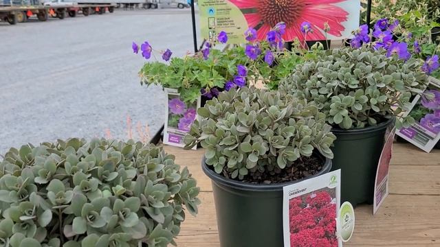 Sedum Sunsparkler Dazzleberry  Plum Dazzled Stonecrop  GORGEOUS Easy Groundcover