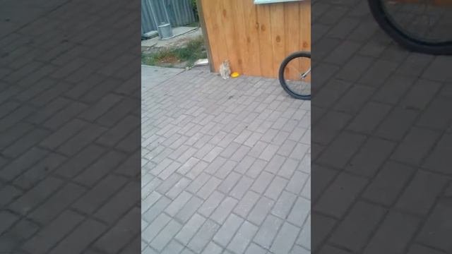 Киски. За Лору ? за Колбасу подписка
