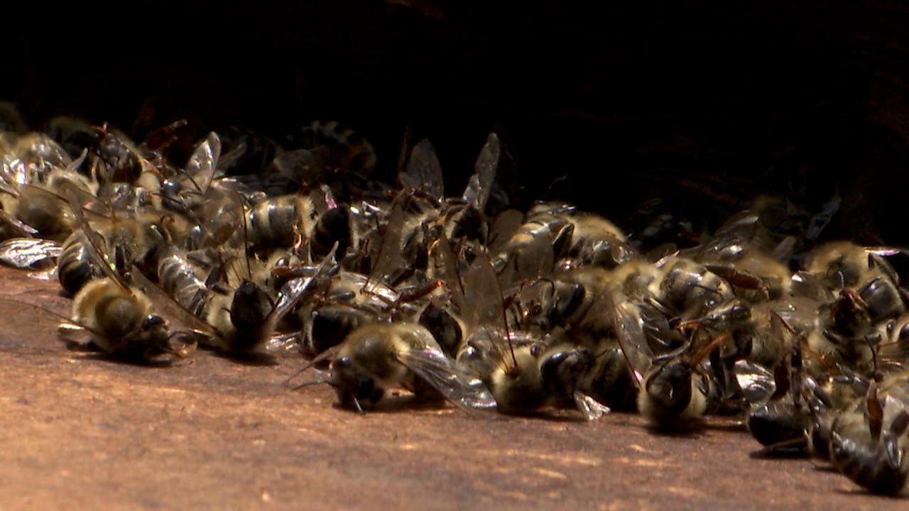 Пчеловодов Кореновского района обеспокоила массовая гибель пчел