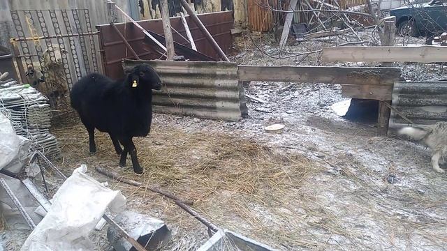 ягненок Гиссар+Эдельбай 8 месяцев