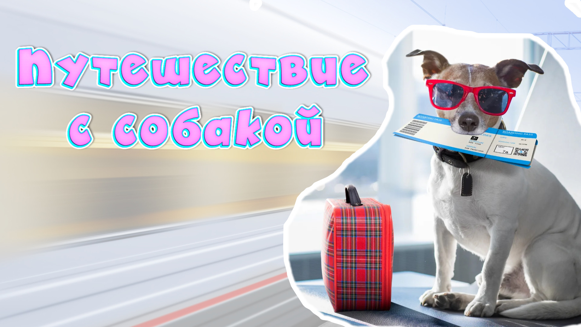 ПЕРЕЛЁТ С СОБАКОЙ|В ПОЕЗДЕ С СОБАКОЙ|СОБАКА В МАШИНЕ