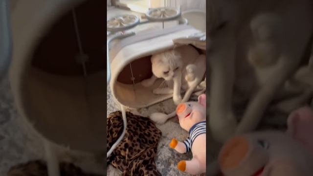 #малыш #малыши #кот #котик # #игрушки #shorts #развитие