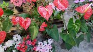 Apenas 1 colher faz Anthurium explodir de tanto florir (Qualquer planta)