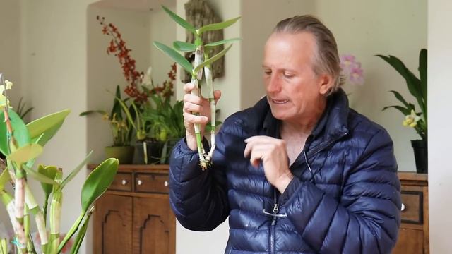 Errores comunes en la siembra de orquídeas Cattleya | Alma del bosque