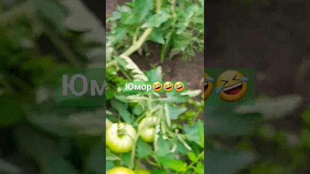 Как угодить ТЁЩЕ!